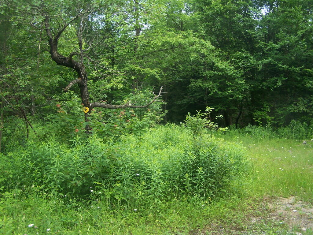 Photo: Roadside Campsite Photo: Roadside Campsite