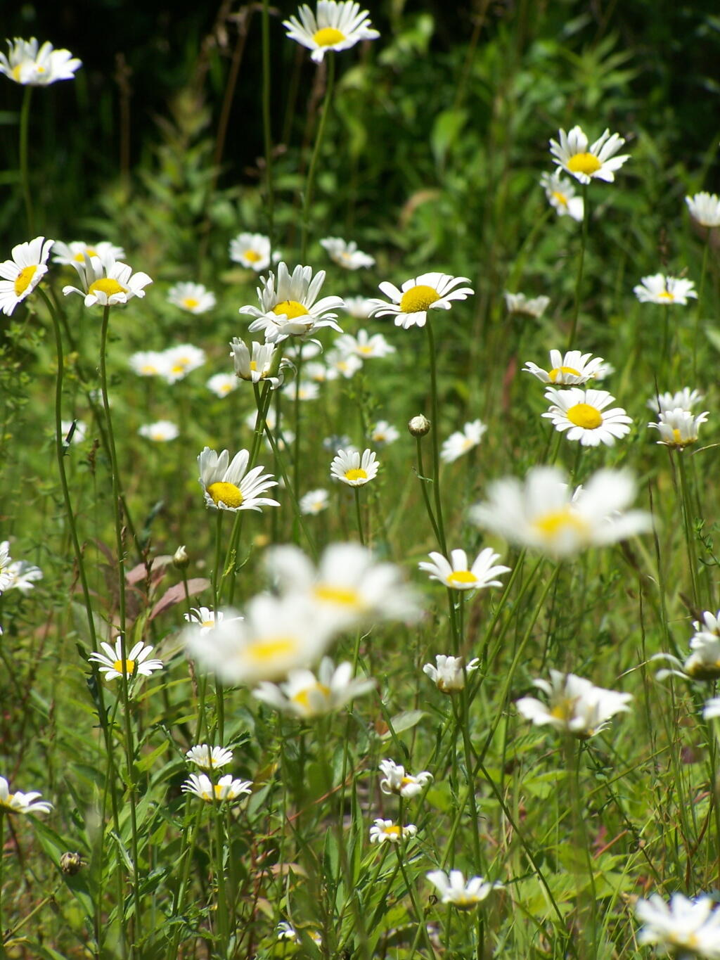 Photo: Daisies on Bryants Bridge Road Photo: Daisies on Bryants Bridge Road