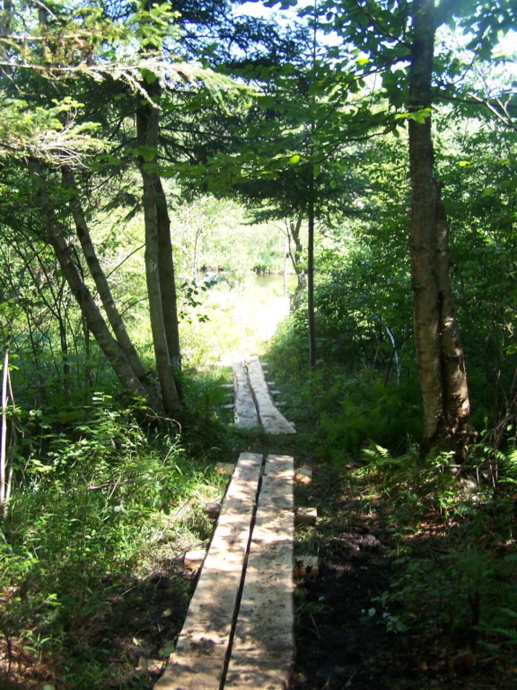 Photo: Board Walk Out to Mud Creek Photo: Board Walk Out to Mud Creek