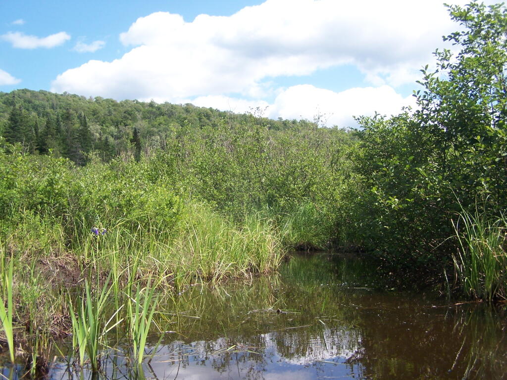 Photo: Small Channel off the Mud River Photo: Small Channel off the Mud River
