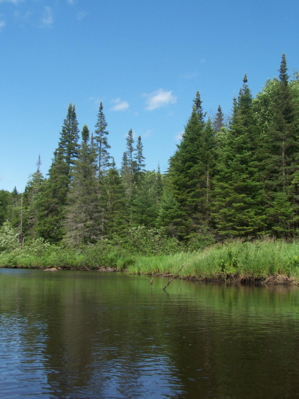 Photo: Trees Along Mud River Photo: Trees Along Mud River