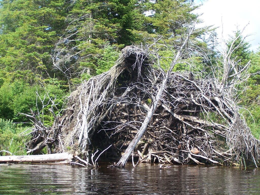 Photo: Root System of Giant Tree Rotting in Streeter Lake Photo: Root System of Giant Tree Rotting in Streeter Lake
