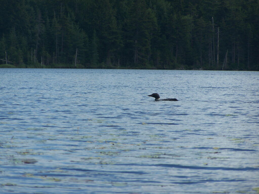 Photo: Loon on Streeter Lake Photo: Loon on Streeter Lake