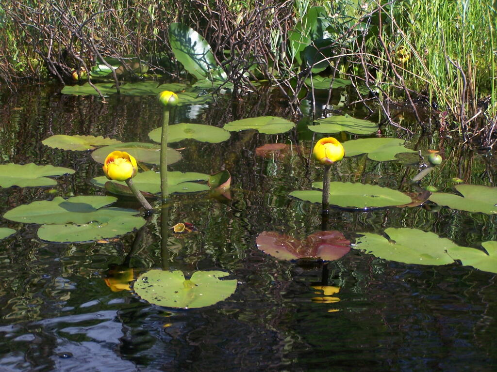 Photo: Pond Lillies Photo: Pond Lillies
