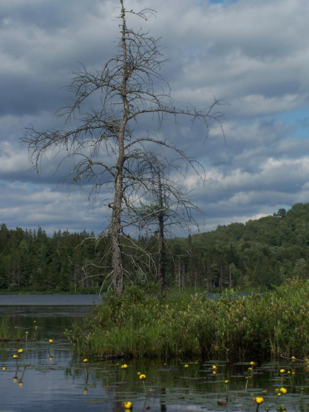 Photo: Tree Along Streeter Lake Outlet Photo: Tree Along Streeter Lake Outlet