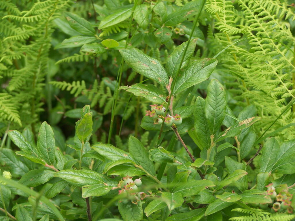 Photo: Wild Blueberries Soon Photo: Wild Blueberries Soon