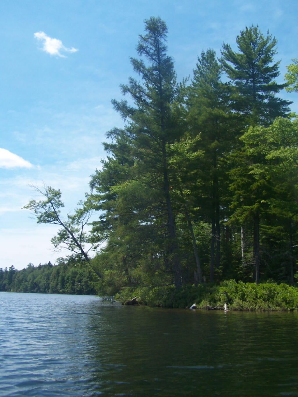Photo: Trees Along Whey Pond Photo: Trees Along Whey Pond