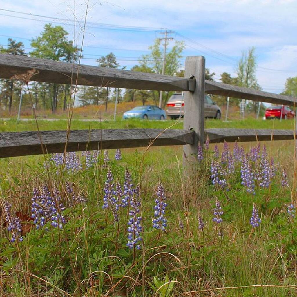 Photo: Roadside Lupine Photo: Roadside Lupine