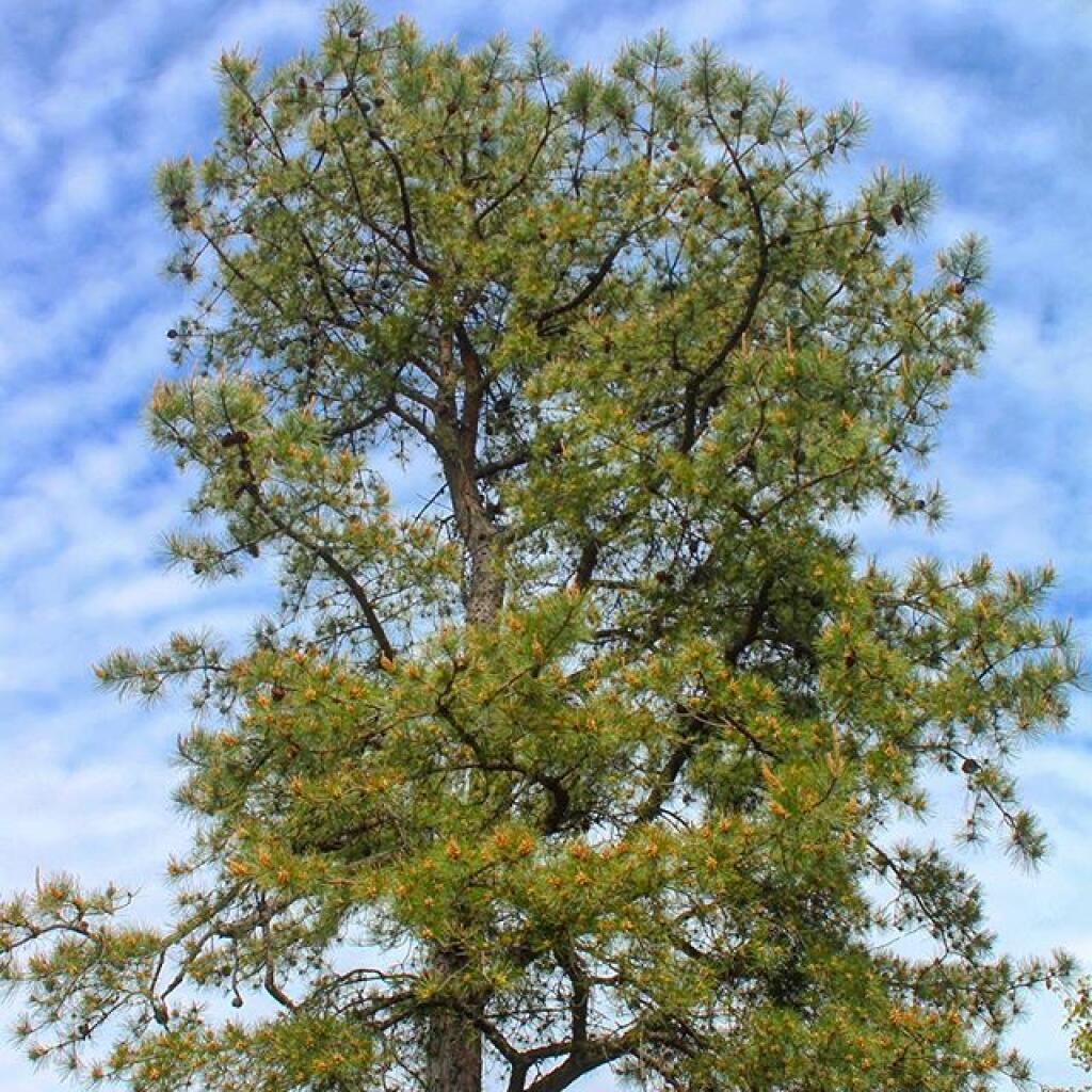 Photo: Big Pitch Pine Photo: Big Pitch Pine