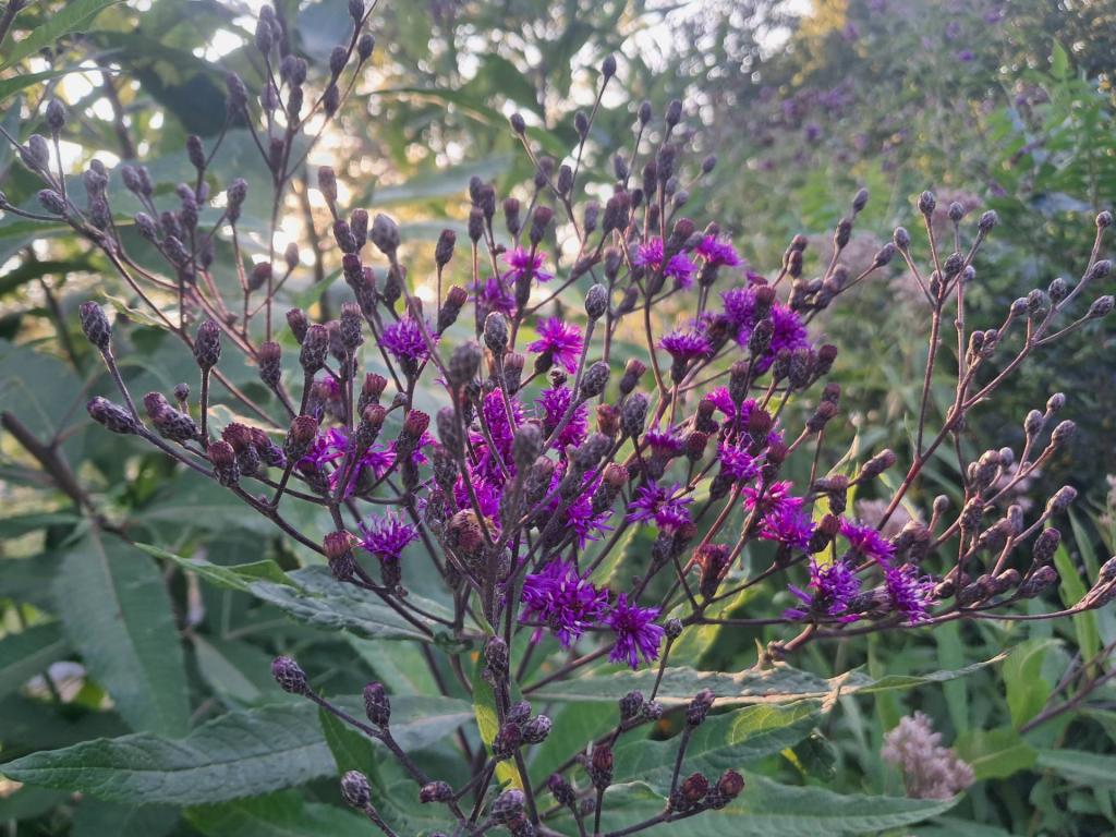 Photo: Ironweed Photo: Ironweed