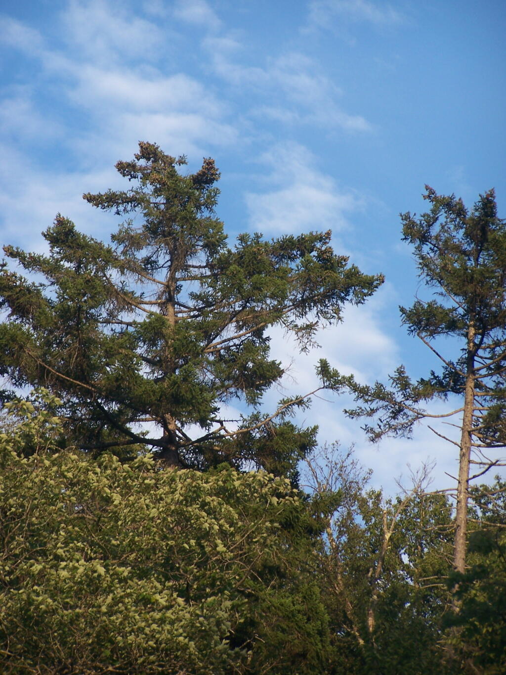 Photo: Trees Along Potholers Photo: Trees Along Potholers