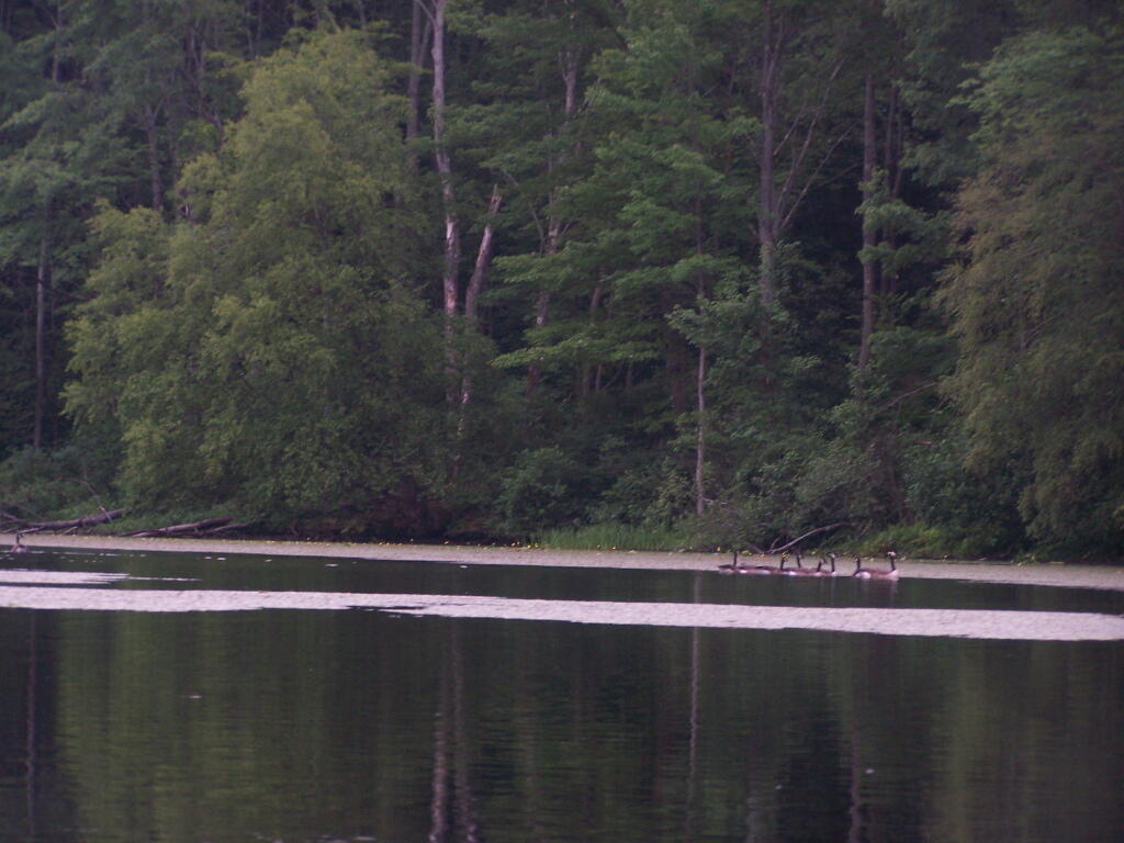 Photo: Geese Photo: Geese