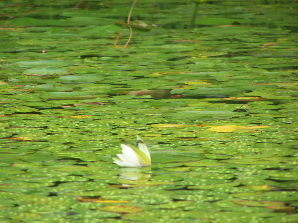 Photo: Flower on Lake Photo: Flower on Lake