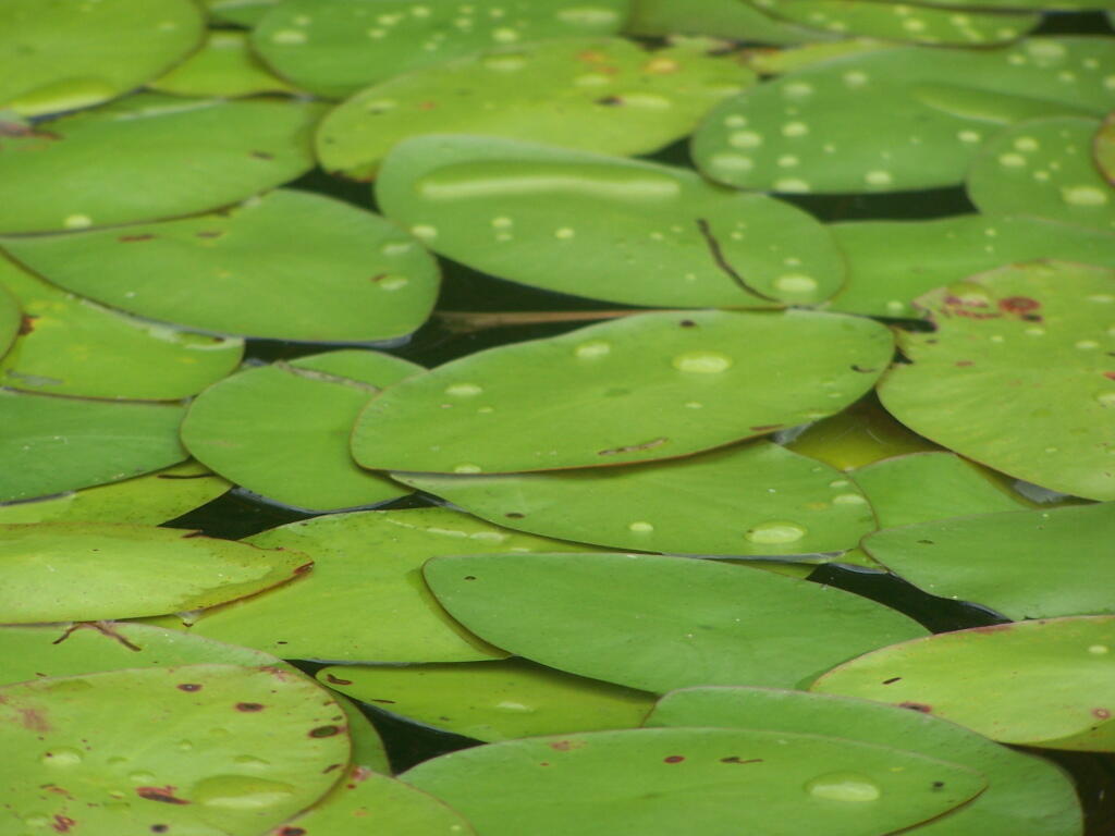 Photo: Rain Drops Photo: Rain Drops