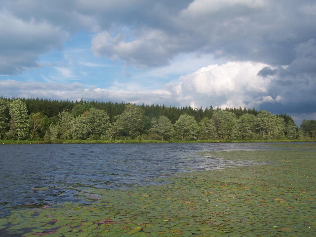 Photo: Timber Planation Along Long Pond Photo: Timber Planation Along Long Pond