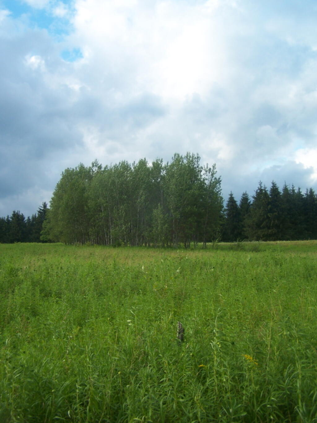 Photo: White Birch Planation Photo: White Birch Planation