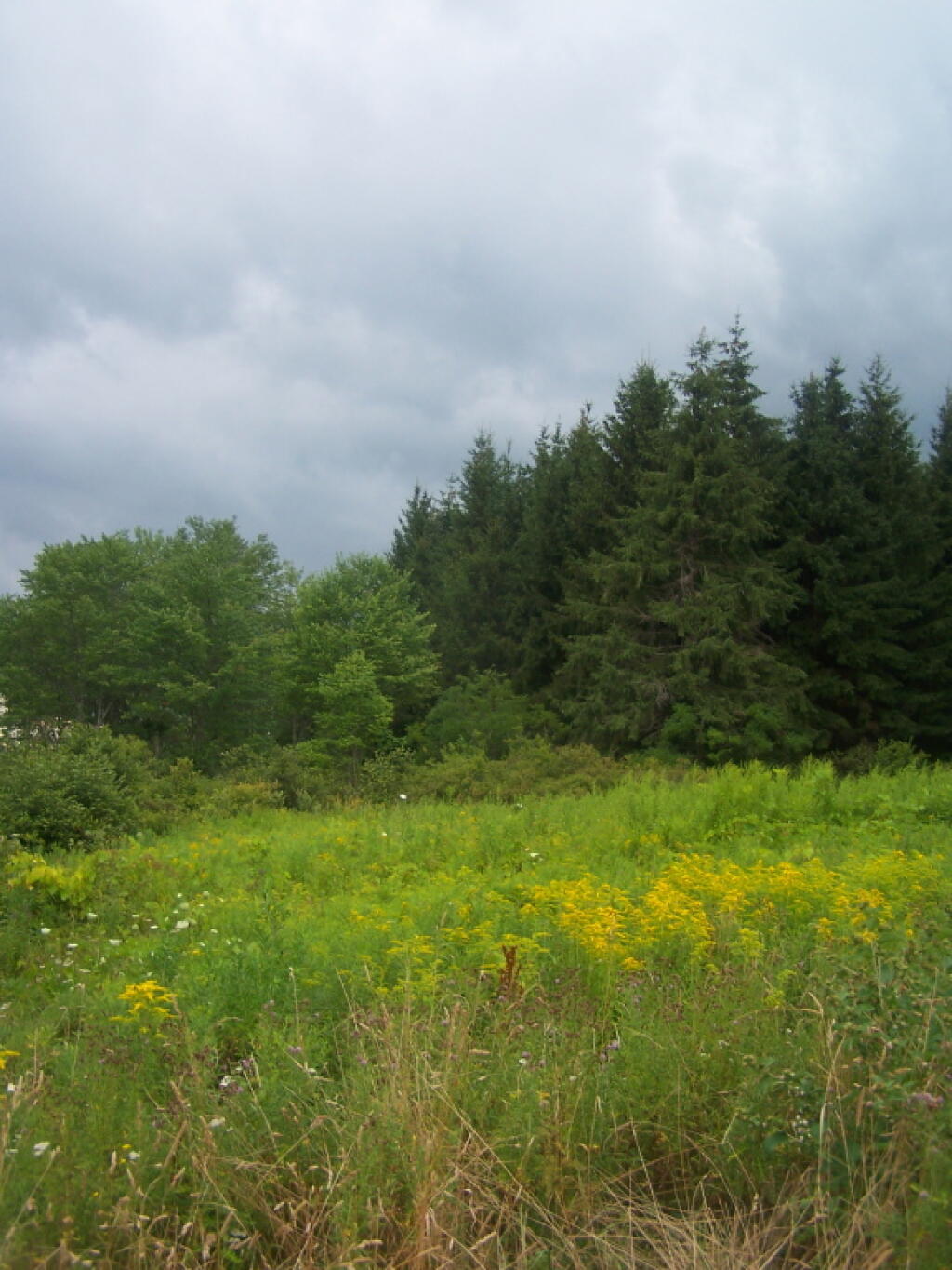 Photo: Golden Rod, Trees, Clouds Photo: Golden Rod, Trees, Clouds