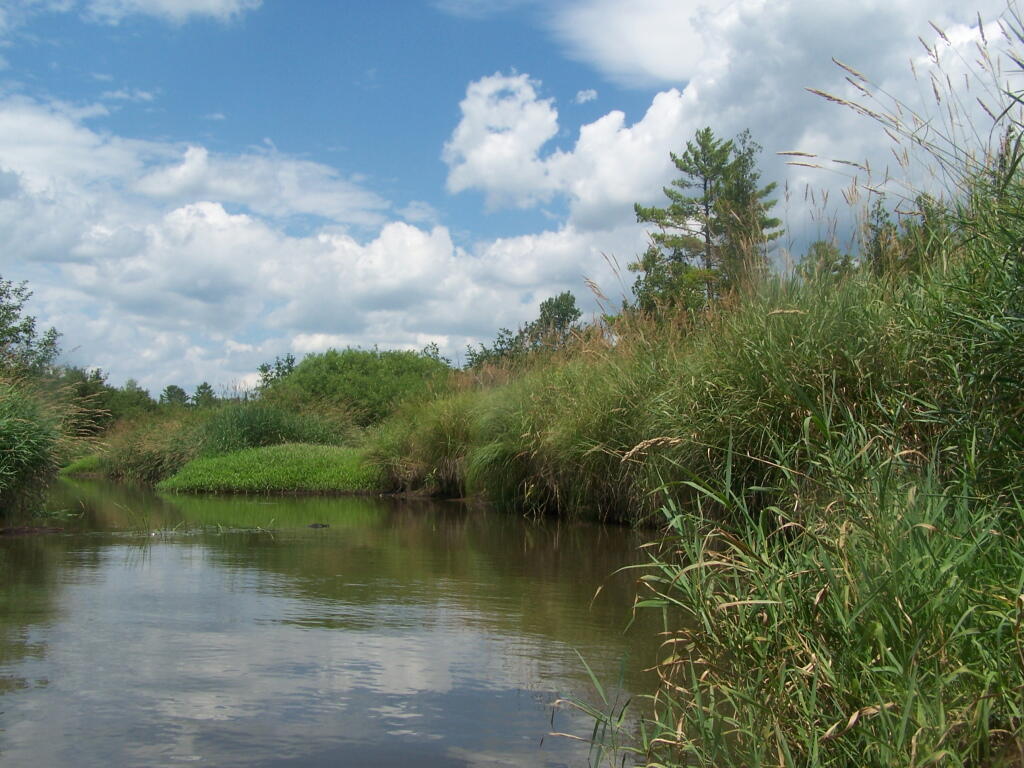Photo: Trees Along River Bank Photo: Trees Along River Bank