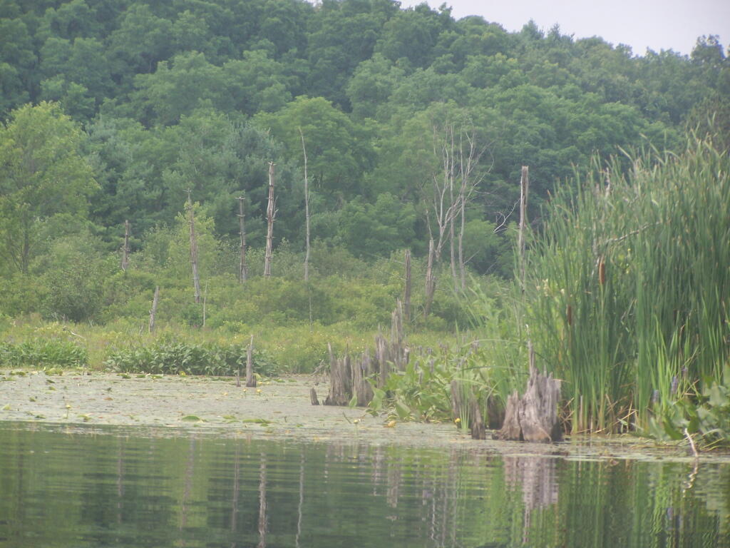 Photo: Edge of Lake Photo: Edge of Lake