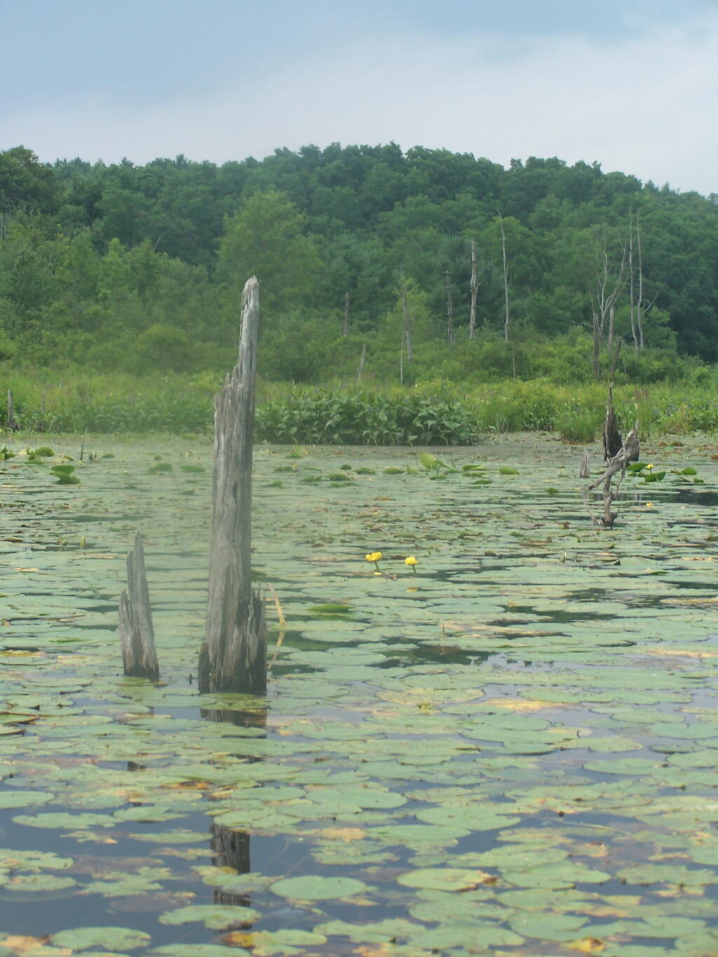Photo: Stumps Photo: Stumps