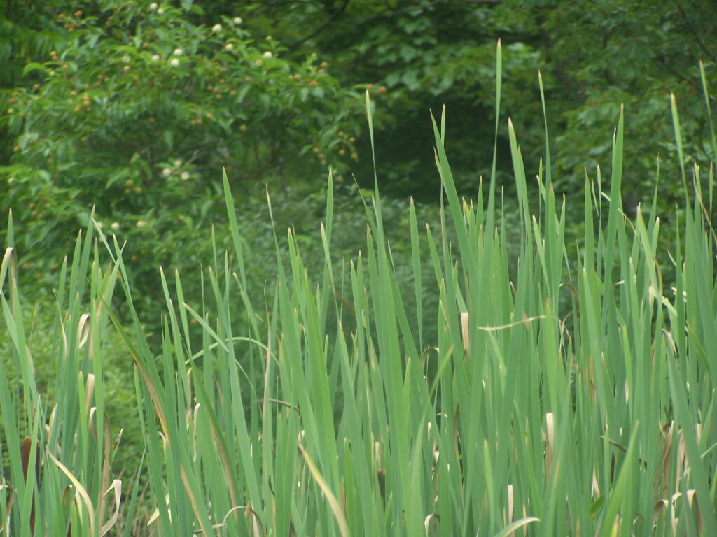 Photo: Common Reed Photo: Common Reed