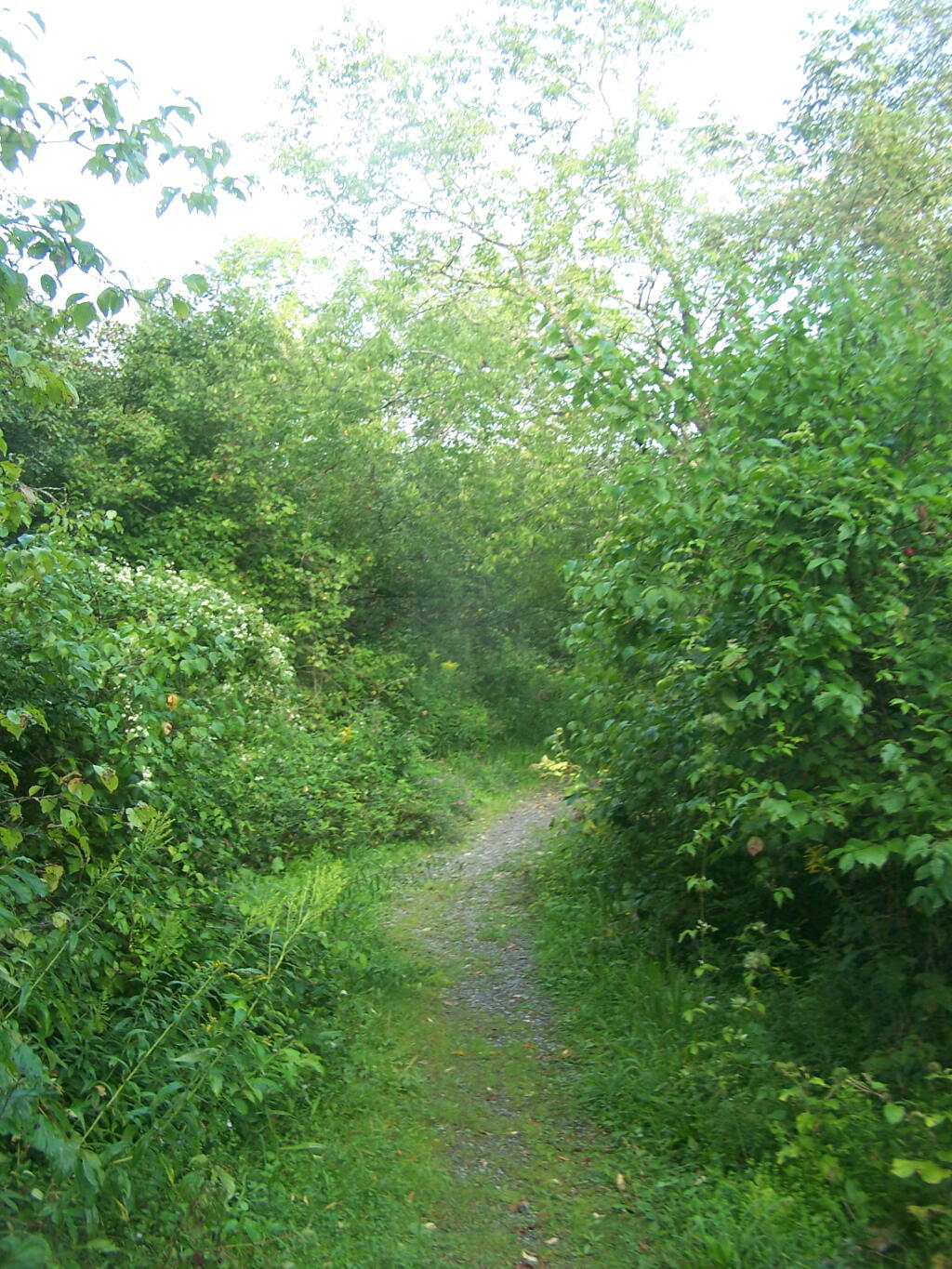 Photo: Horse Trail 60