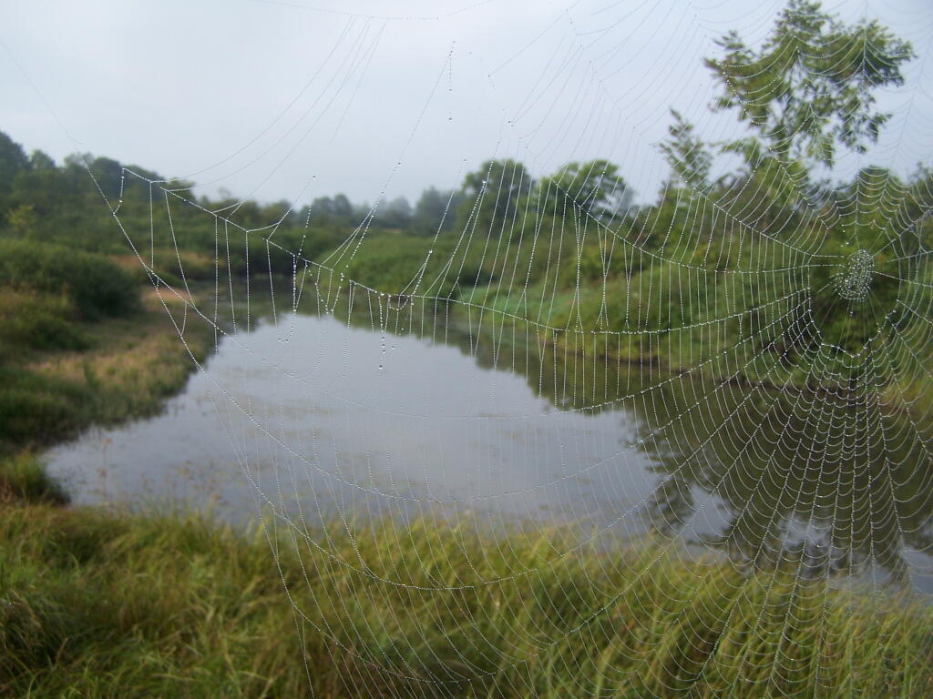 Photo: Spiderweb 1 Photo: Spiderweb 1