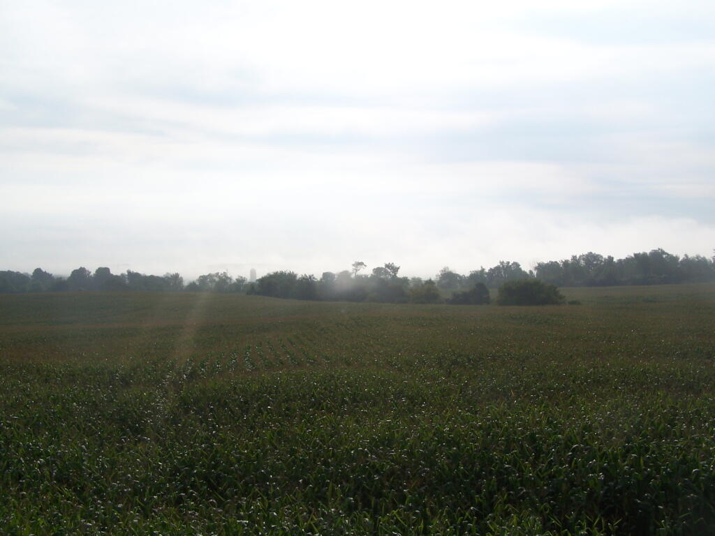 Photo: Cornfields in Cassvile Photo: Cornfields in Cassvile