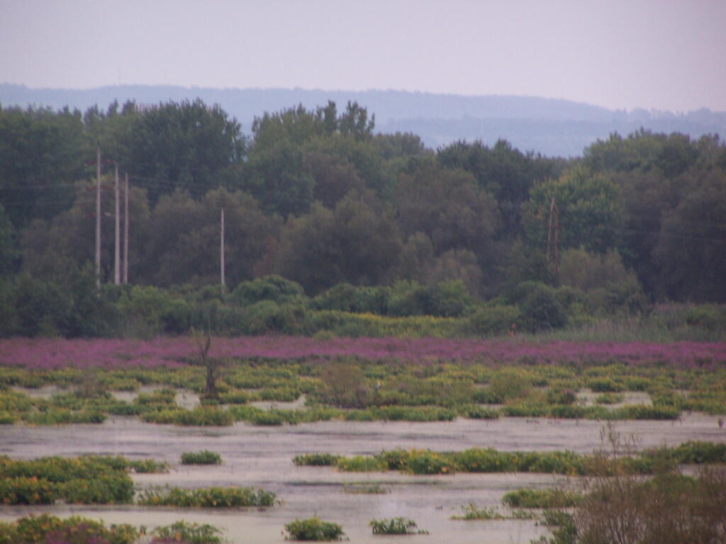Photo: Hills in Distance Beyond the Marsh Photo: Hills in Distance Beyond the Marsh
