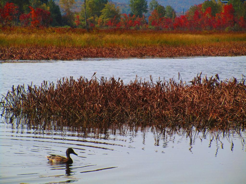 Photo: Merganser Duck Photo: Merganser Duck