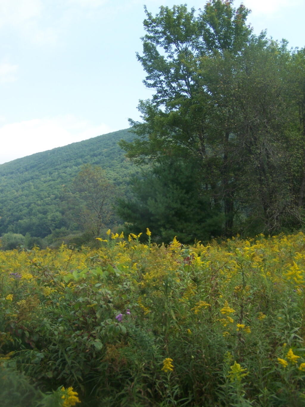 Photo: Trees and Golden Rod in Labrador Hollow Photo: Trees and Golden Rod in Labrador Hollow