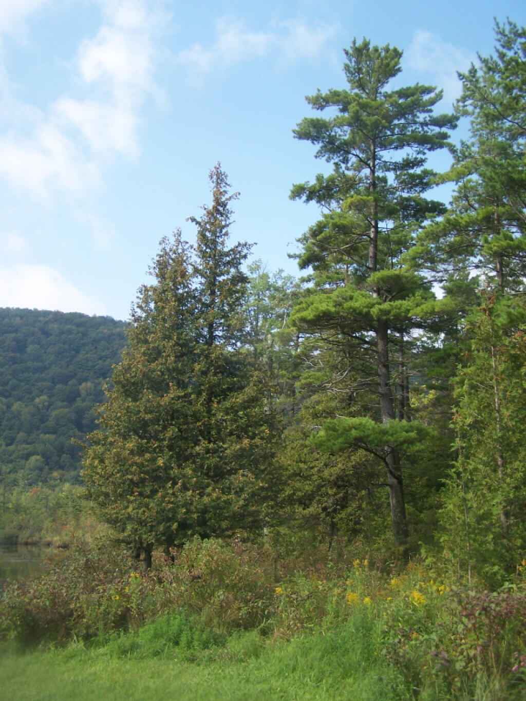 Photo: Edge of Labrador Pond Photo: Edge of Labrador Pond