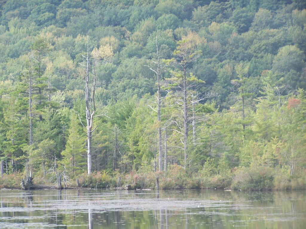 Photo: Edge of Labrador Pond Photo: Edge of Labrador Pond