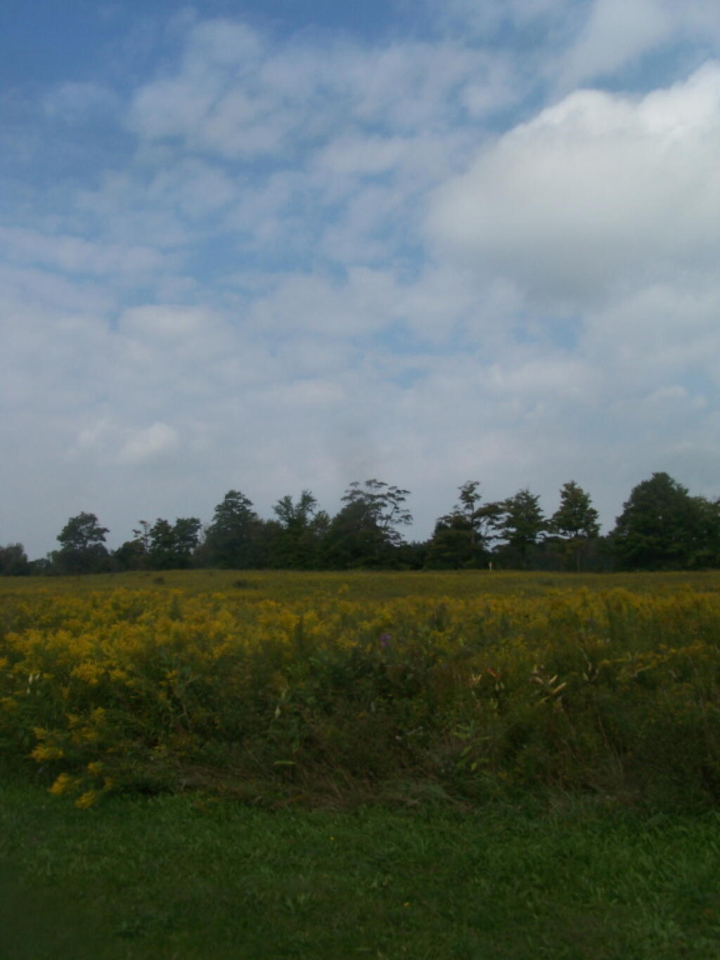Photo: Golden Rod, Clouds Photo: Golden Rod, Clouds