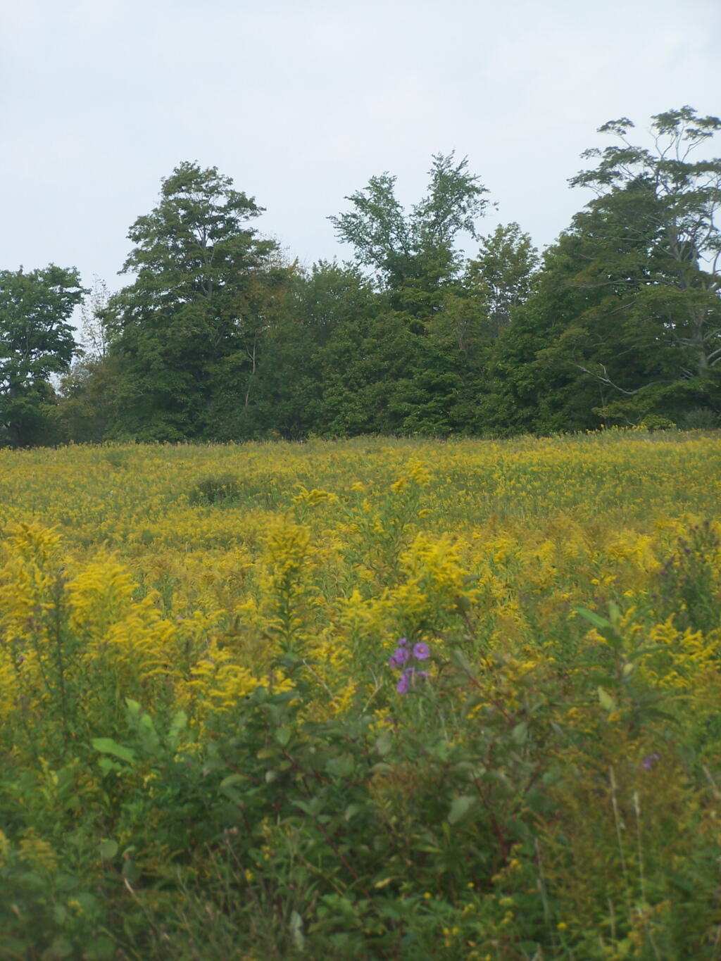 Photo: Wildflowers Photo: Wildflowers