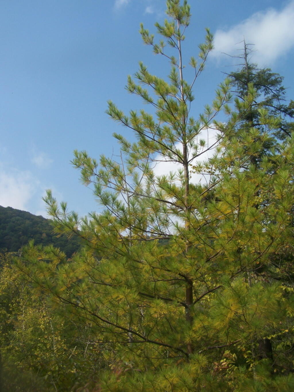 Photo: Pine Photo: Pine