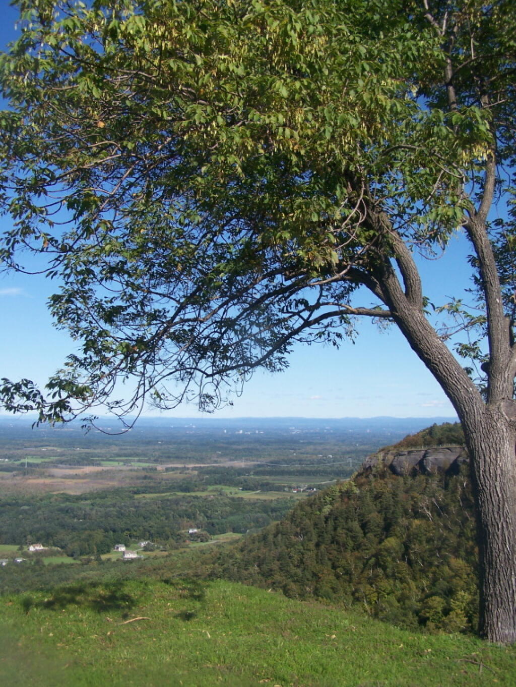 Photo: Trees Along Overlook