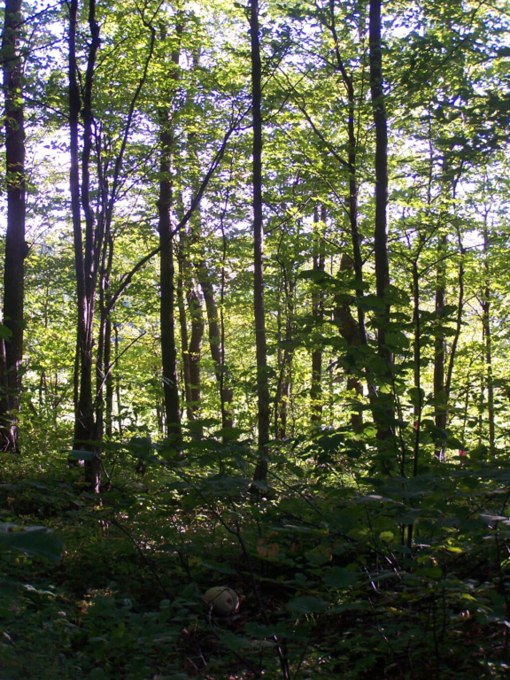 Photo: Sunlight Into the Woods Photo: Sunlight Into the Woods