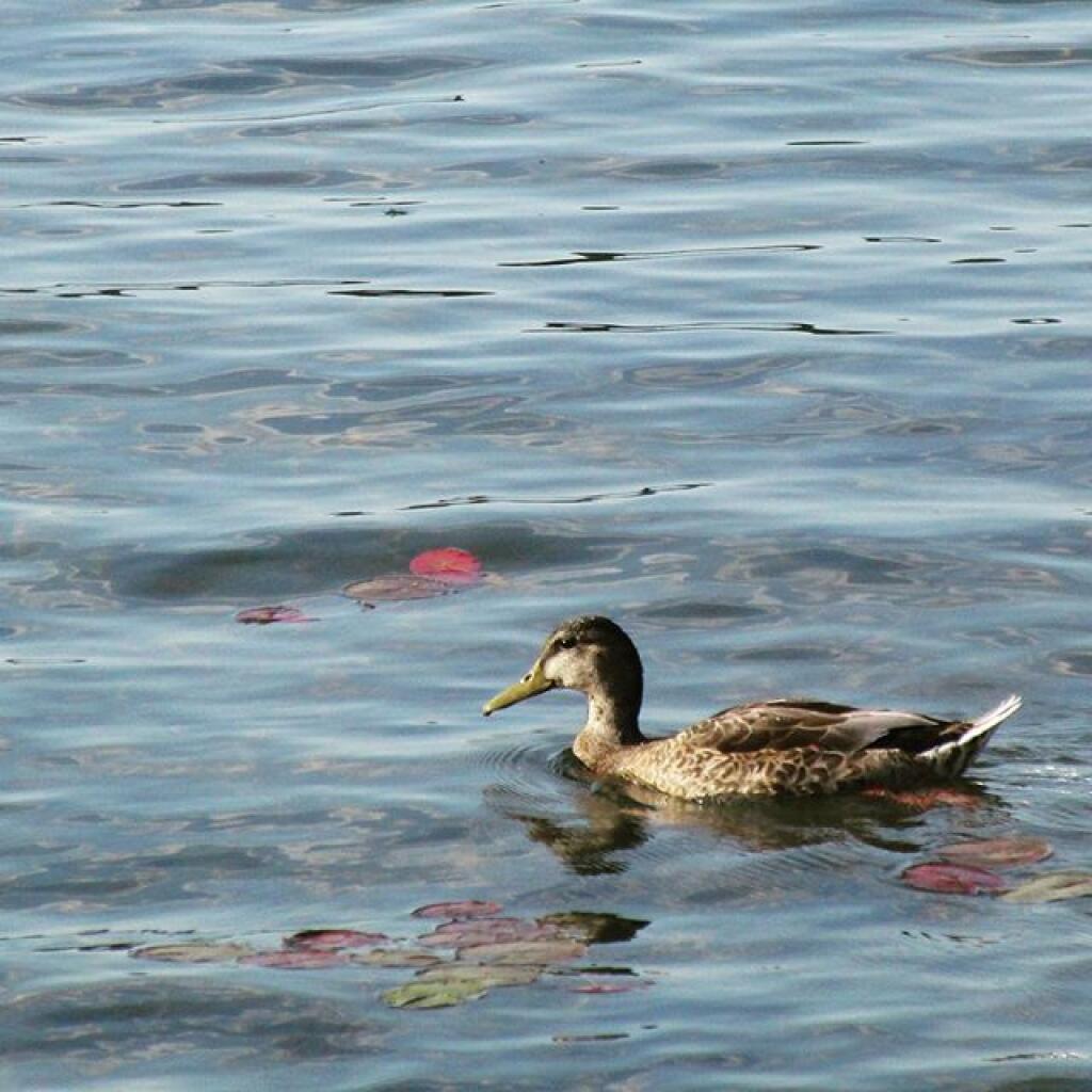 Photo: Duck Photo: Duck