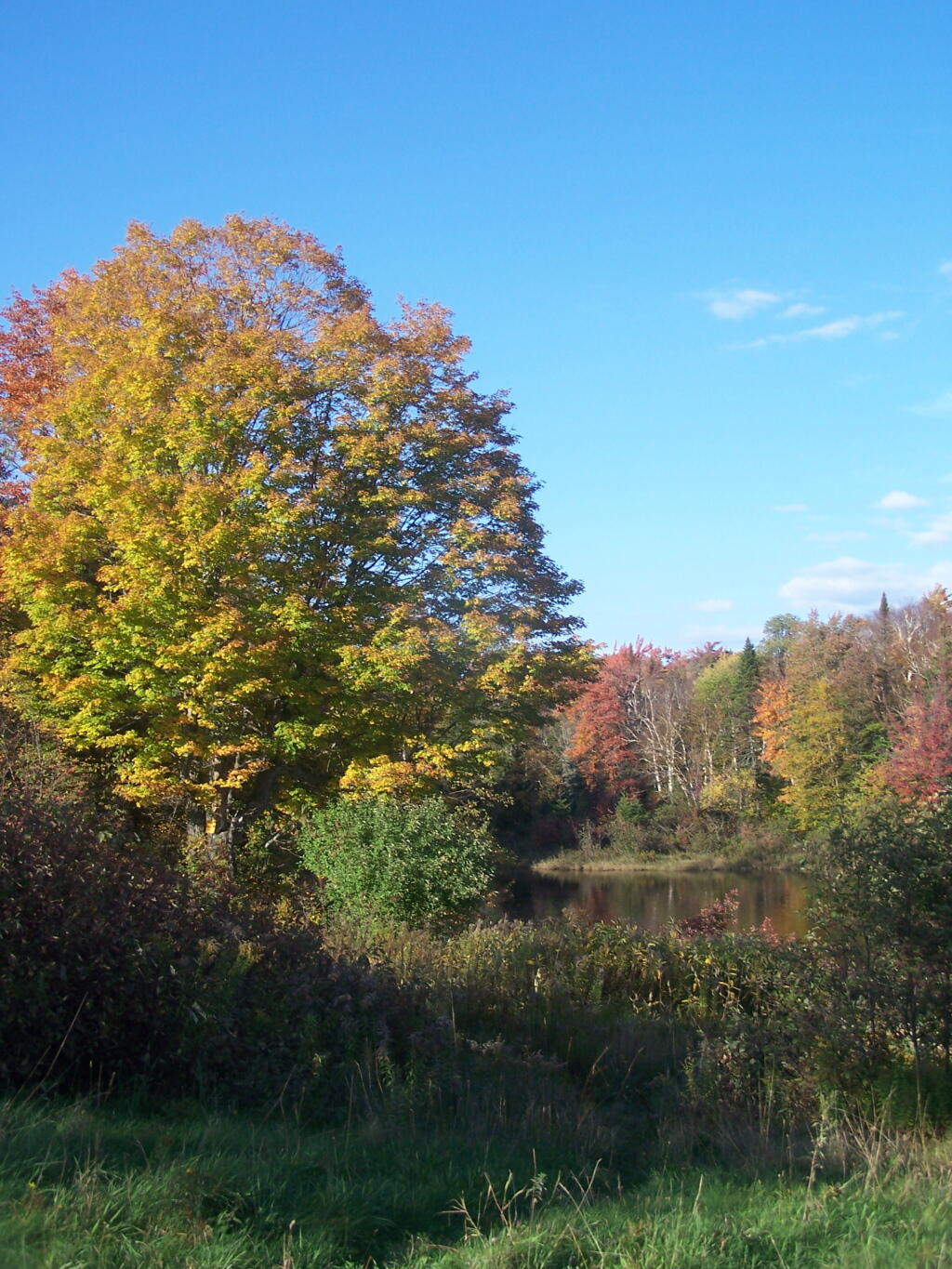 Photo: Tree Along the Cedar River Photo: Tree Along the Cedar River