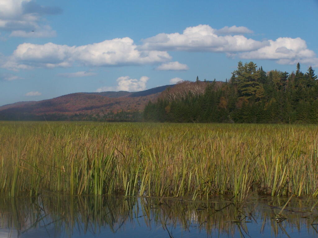 Photo: Thick Mats Along the Flow Photo: Thick Mats Along the Flow
