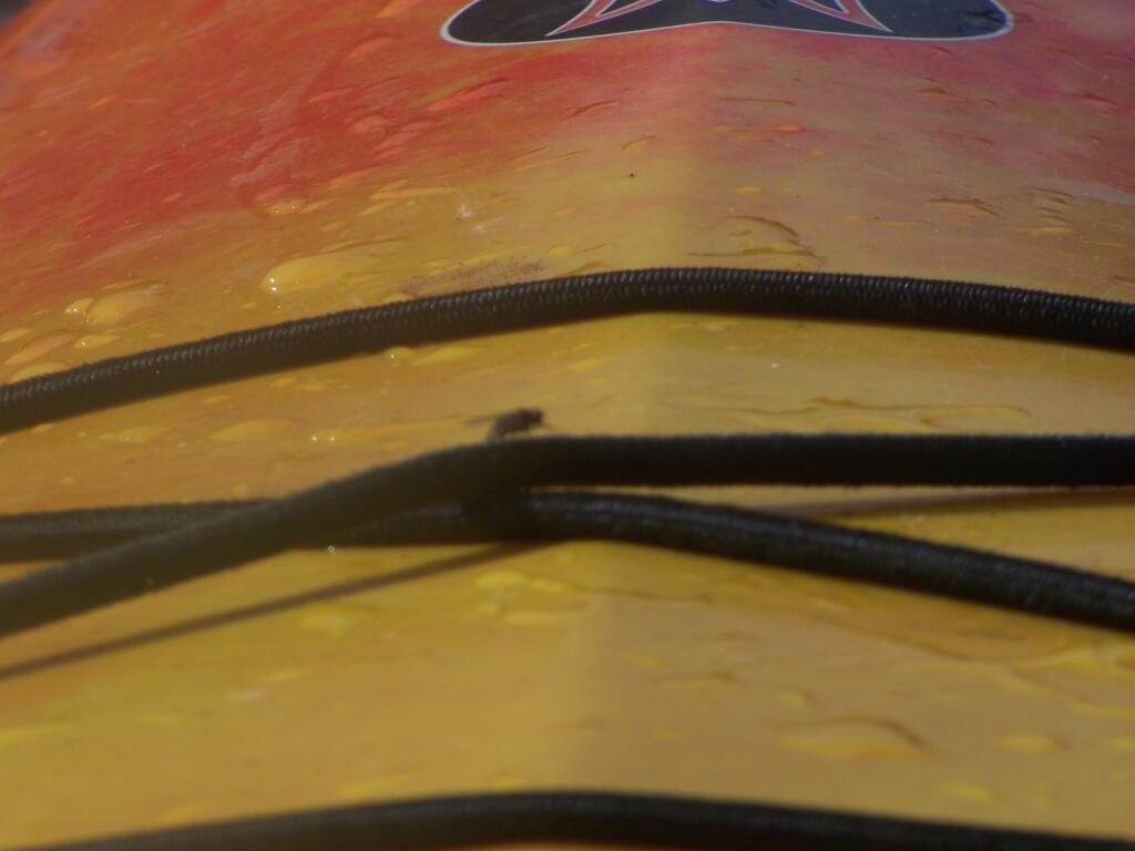 Photo: Black Flies Everywheres, All Over the Kayak Photo: Black Flies Everywheres, All Over the Kayak