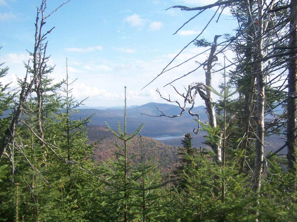 Photo: Cedar River Flow Thru the Trees Photo: Cedar River Flow Thru the Trees