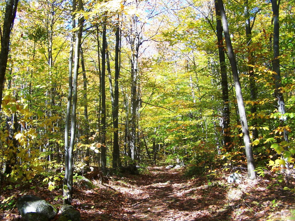 Photo: Descending the Mountain Photo: Descending the Mountain