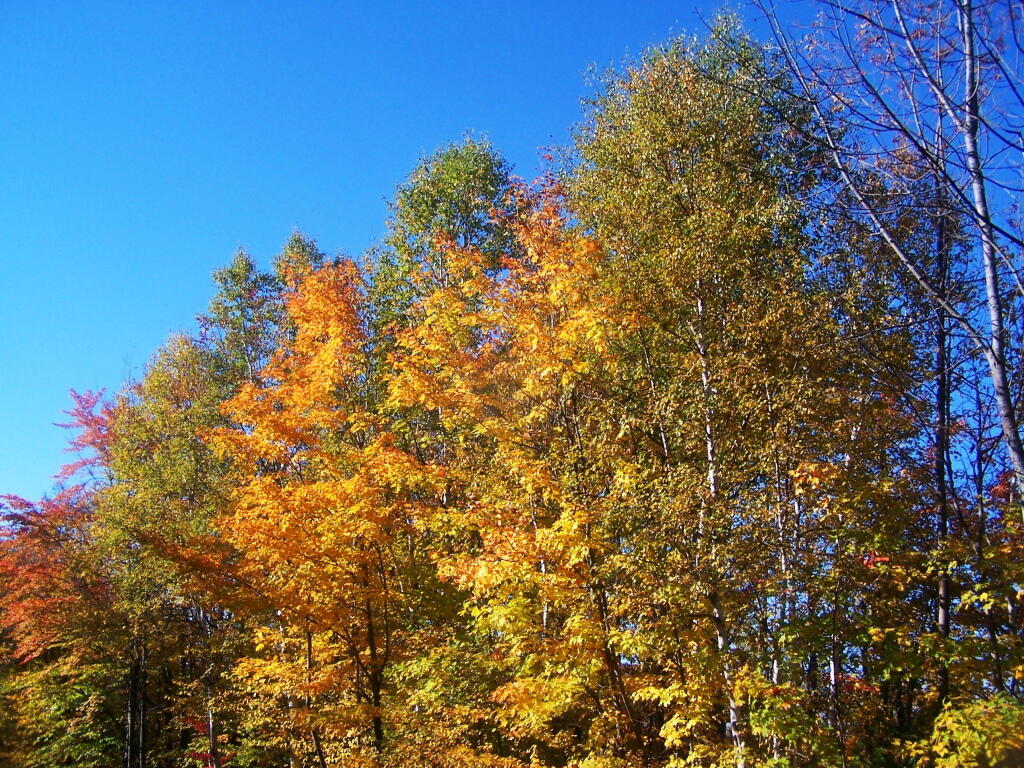 Photo: Trees Along Standish Road Photo: Trees Along Standish Road