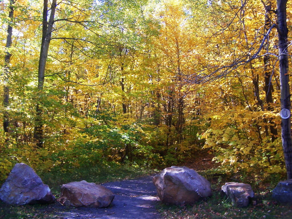 Photo: Start of Lyon Mountain Trail Photo: Start of Lyon Mountain Trail