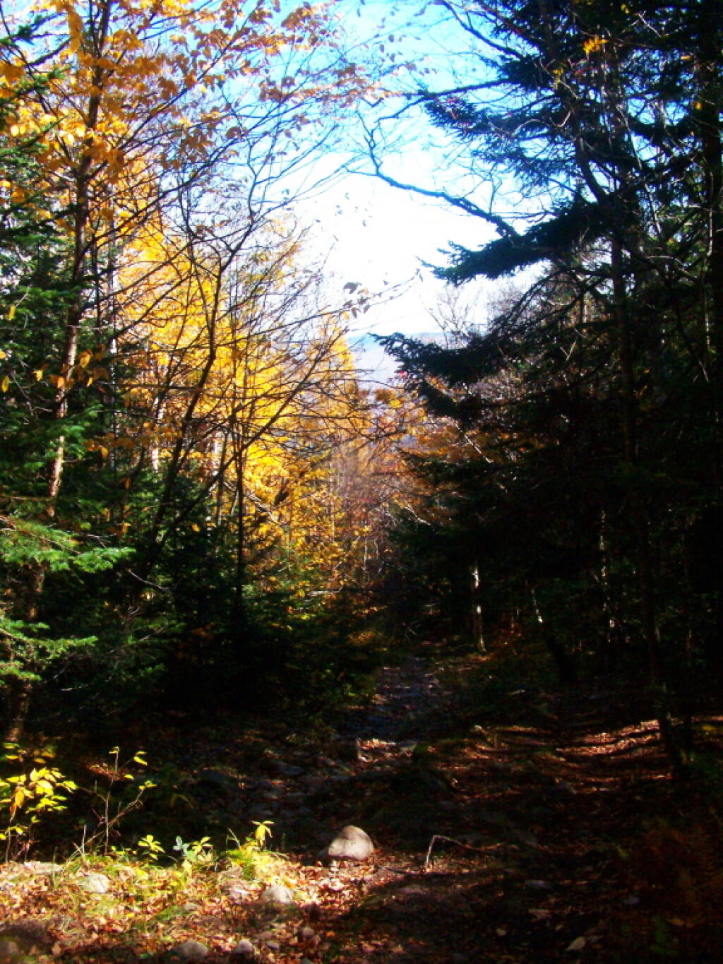 Photo: Coniferous and Didcous Trees Along The Trail Photo: Coniferous and Didcous Trees Along The Trail