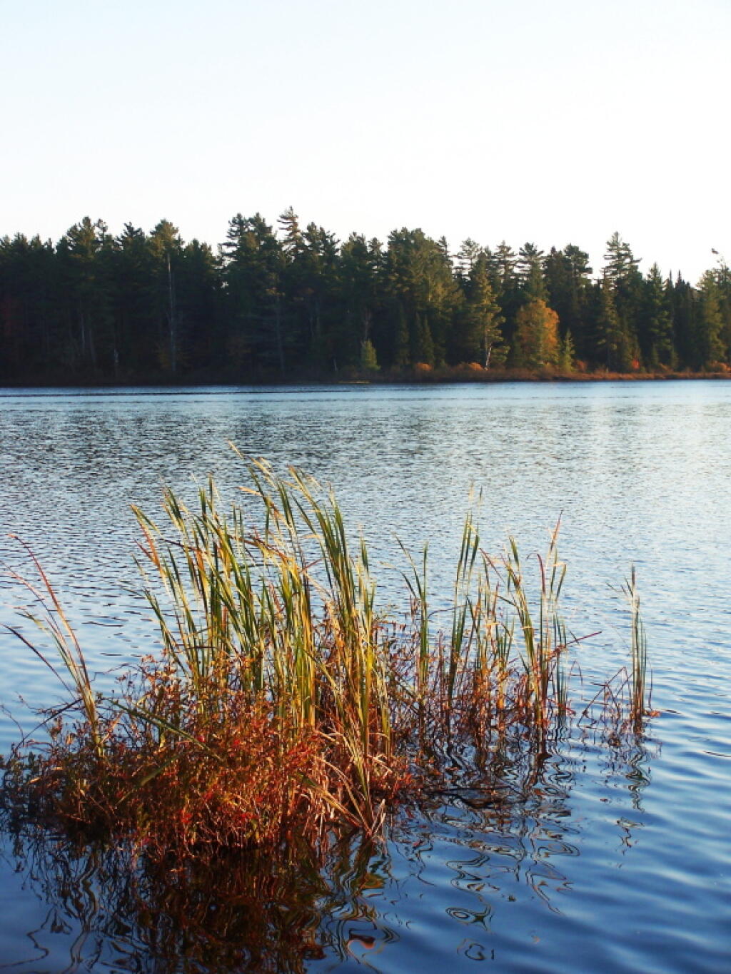 Photo: Reeds in Jones Pond