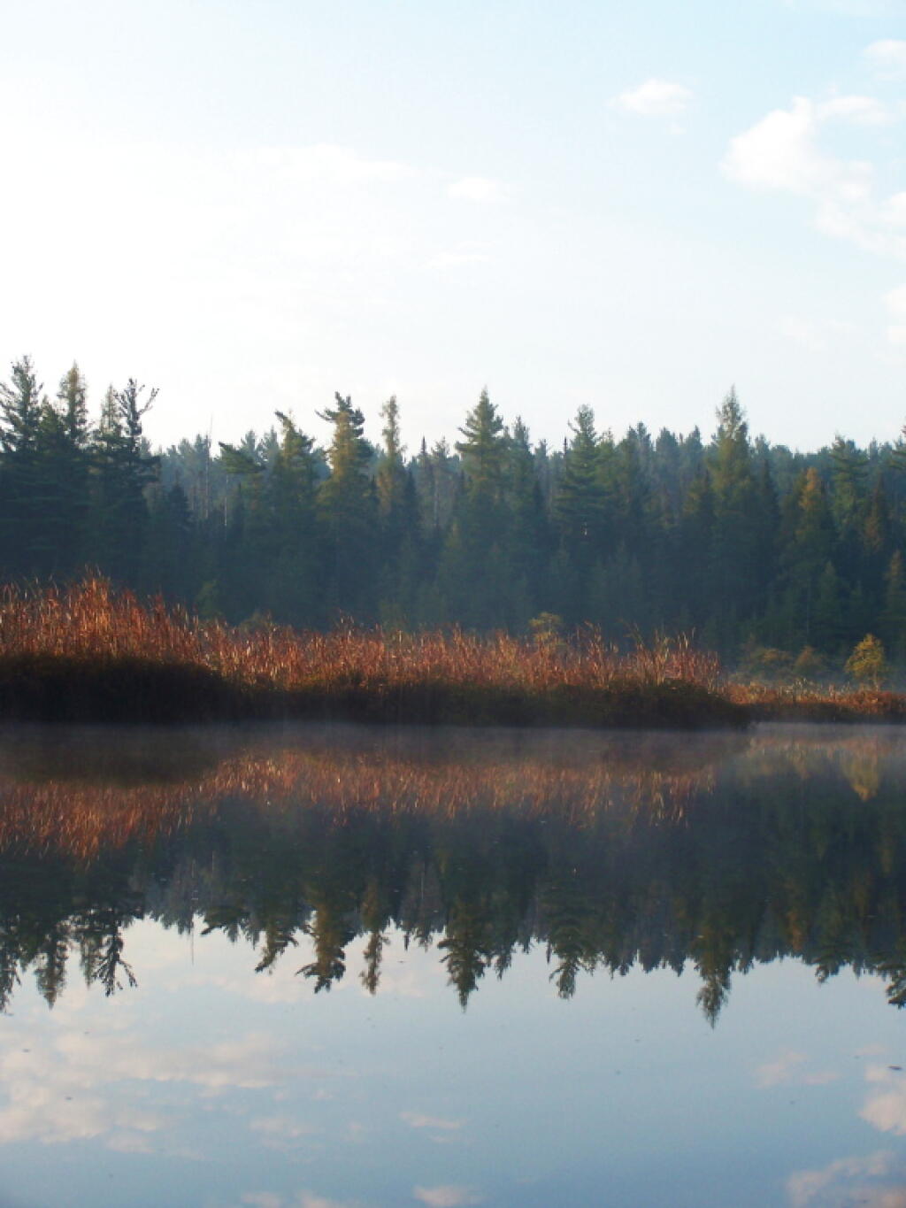 Photo: Fog Rising over Trees Photo: Fog Rising over Trees