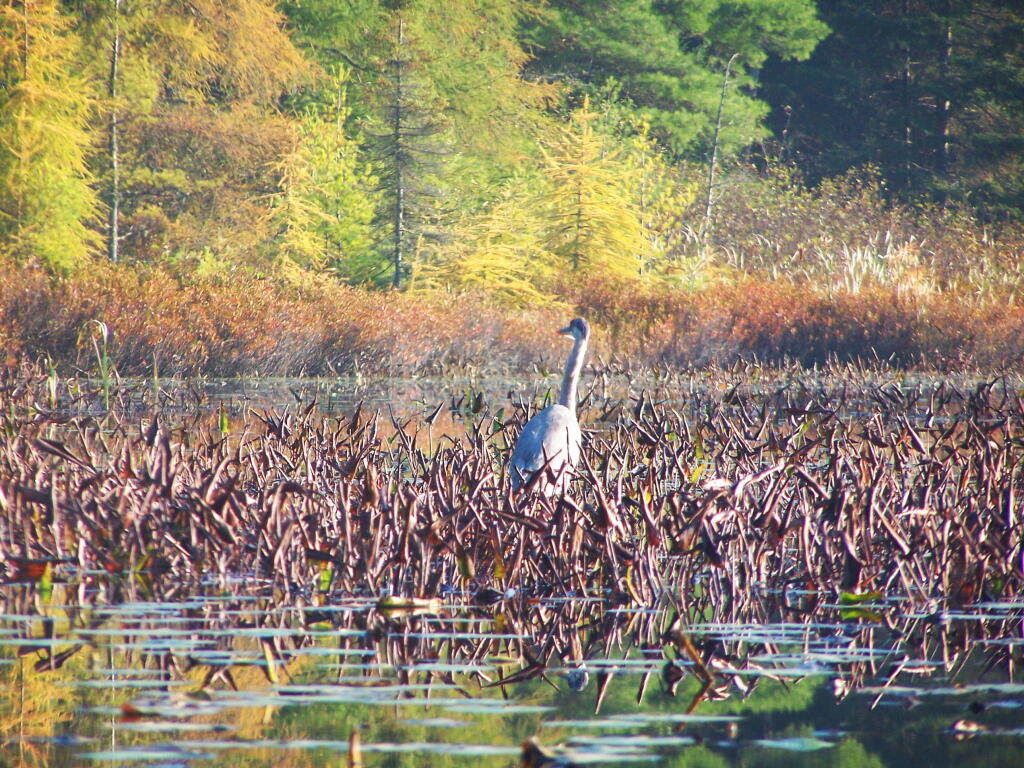 Photo: Great Blue Heron 2 Photo: Great Blue Heron 2